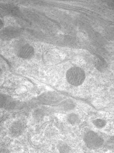 CCDB3487 image